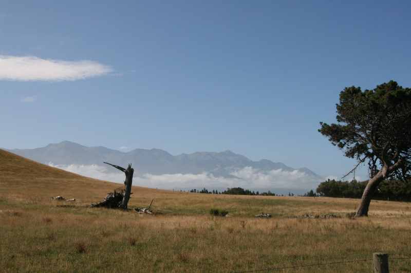 Nieuw-Zeeland 2011 - 1167